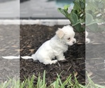 Small Photo #12 Maltipoo Puppy For Sale in AVE MARIA, FL, USA