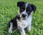 Puppy Eeyore Texas Heeler