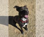 Small #2 Chocolate Labrador retriever-Pointer Mix