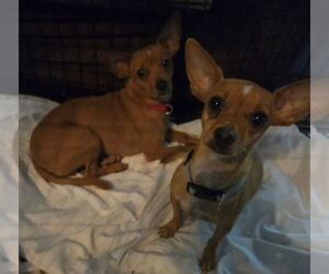 Chihuahua Dogs for adoption in San Antonio, TX, USA