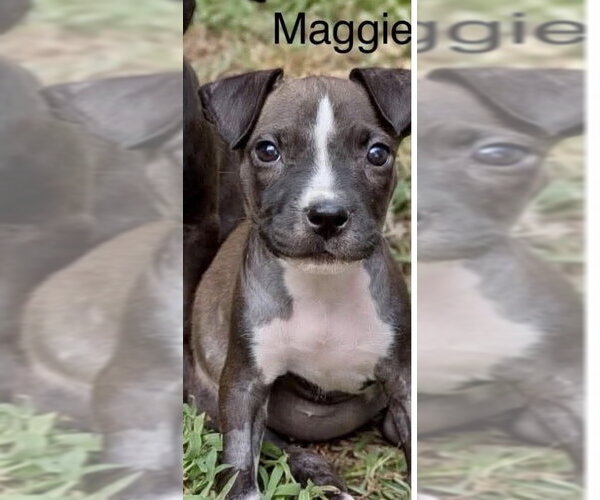 Medium Photo #2 Mutt Puppy For Sale in Wenonah, NJ, USA