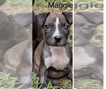 Small #1 Mutt
