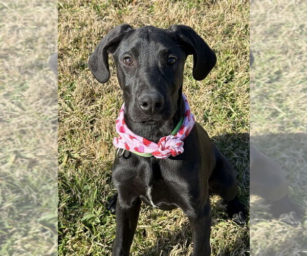 Medium Photo #1 Mutt Puppy For Sale in San Leon, TX, USA