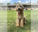 Small Photo #1 Goldendoodle Puppy For Sale in LAFAYETTE, LA, USA