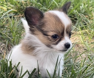 Papillon Puppy for sale in SILVER LAKE, KS, USA