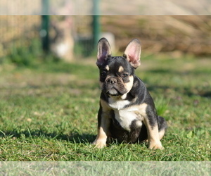 French Bulldog Puppy for Sale in Kiskoros, Bacs-Kiskun Hungary