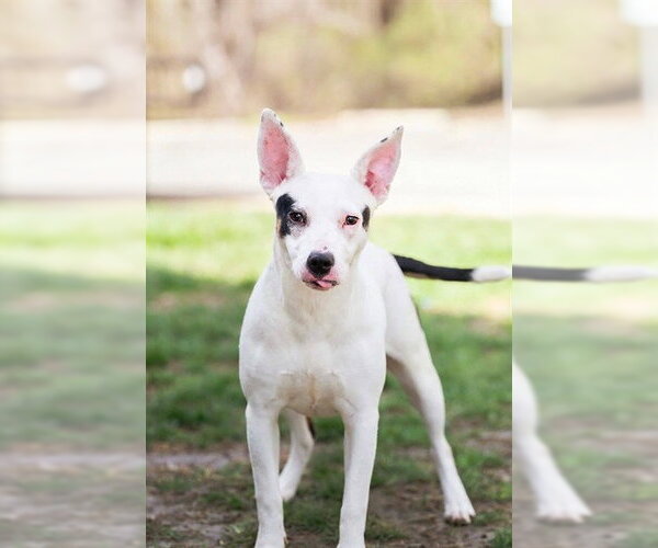 Medium Photo #1 Mutt Puppy For Sale in Belleville, IL, USA
