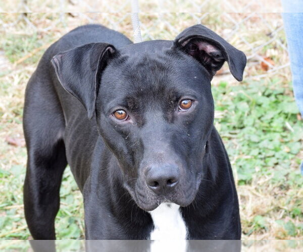 Medium Photo #9 Boxador Puppy For Sale in Anniston, AL, USA