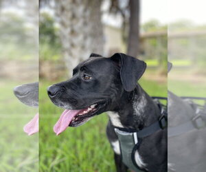 Rosie - Female Boxer-Unknown Mix Dog for Adoption - Photo #14