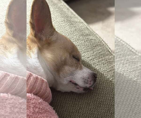 Medium Photo #7 Chihuahua-Unknown Mix Puppy For Sale in Boonton, NJ, USA