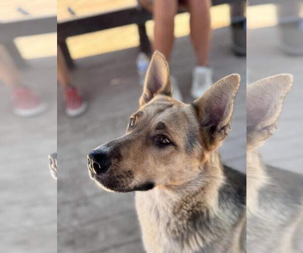 Medium Photo #2 German Shepherd Dog-Unknown Mix Puppy For Sale in Incline Village, NV, USA