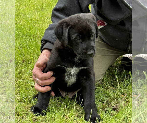 Medium Photo #2 Labrador Retriever-Unknown Mix Puppy For Sale in Stevens Point, WI, USA