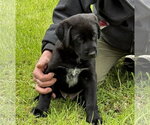 Small #1 Labrador Retriever Mix