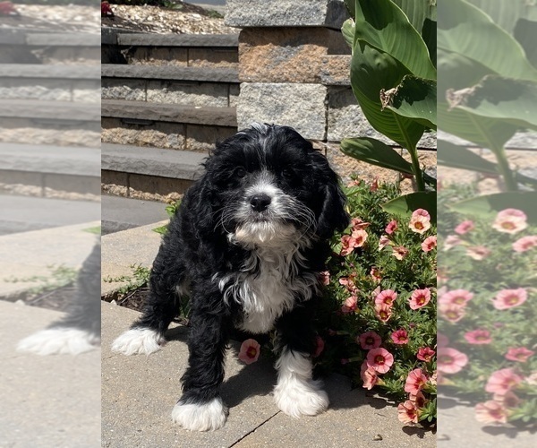 Medium Photo #5 Cavanese Puppy For Sale in CANOGA, NY, USA