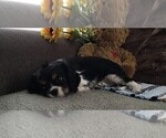 Small Photo #2 Cavalier King Charles Spaniel Puppy For Sale in CLARE, MI, USA