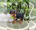 Small #1 Yorkshire Terrier