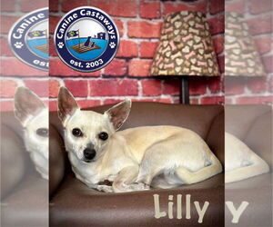 Chihuahua-Unknown Mix Dogs for adoption in Arcadia, FL, USA