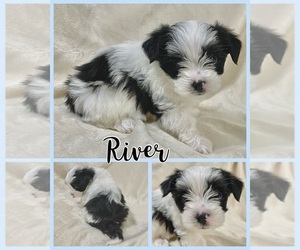 Morkie Puppy for Sale in BONNIEVILLE, Kentucky USA
