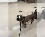 Small American Pit Bull Terrier
