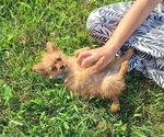 Small Photo #4 Yoranian Puppy For Sale in LEWISBURG, KY, USA