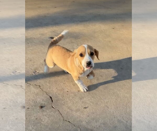 Medium Photo #3 Basset Hound Puppy For Sale in Harrison, AR, USA