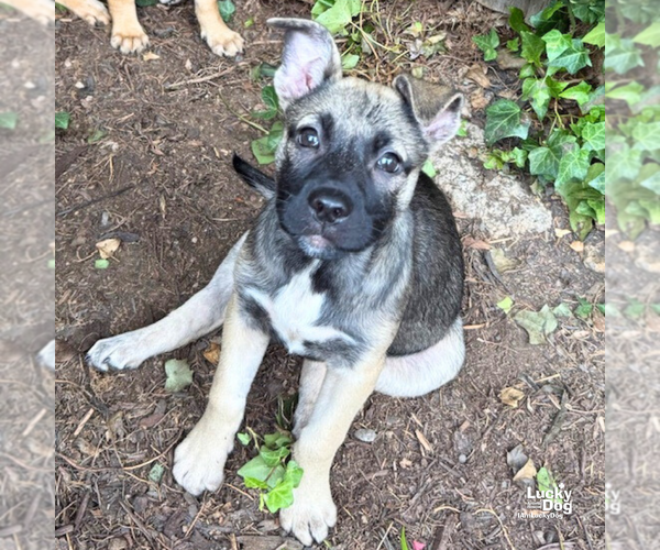 Medium Photo #5 Mutt Puppy For Sale in Washington, DC, USA
