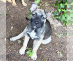 Small #4 Mutt
