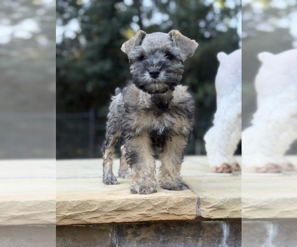 Medium Photo #1 Schnauzer (Miniature) Puppy For Sale in MONTGOMERY, TX, USA