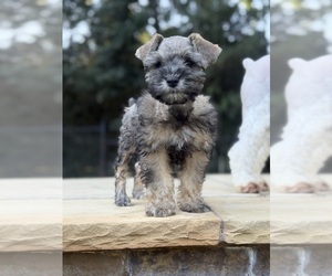 Schnauzer (Miniature) Puppy for sale in MONTGOMERY, TX, USA