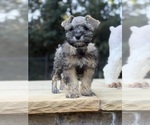 Image preview for Ad Listing. Nickname: Prince Reba