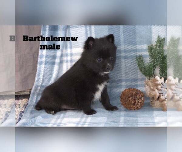 Medium Photo #6 Alaskan Klee Kai-Pomsky Mix Puppy For Sale in CLARE, MI, USA
