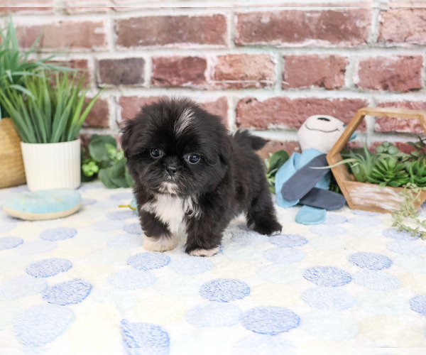 Medium Photo #2 Shih Tzu Puppy For Sale in SYRACUSE, IN, USA