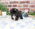 Small #1 Shih Tzu