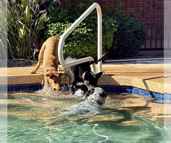 Medium Photo #15 Doberman Pinscher-Rhodesian Ridgeback Mix Puppy For Sale in Cave Creek, AZ, USA