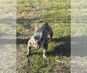 Mother of the French Bulldog puppies born on 04/17/2025