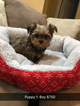 Small Photo #3 Shorkie Tzu Puppy For Sale in MONTGOMERY, AL, USA