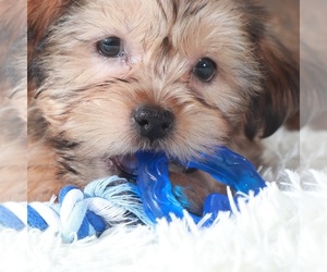 Shorkie Tzu Puppy for sale in MOUNT VERNON, OH, USA