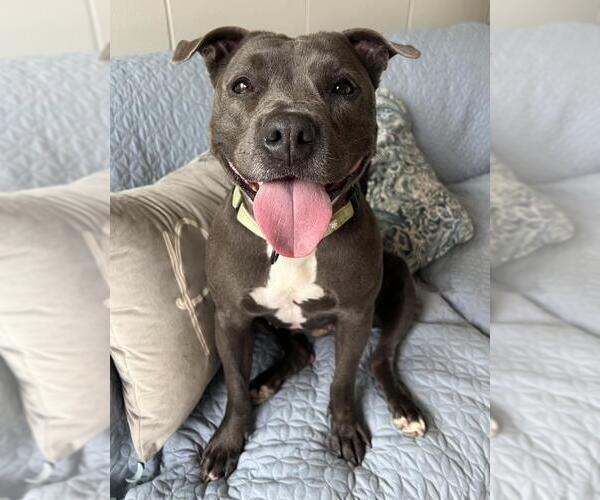 Medium Photo #1 American Pit Bull Terrier Puppy For Sale in Santa Barbara, CA, USA