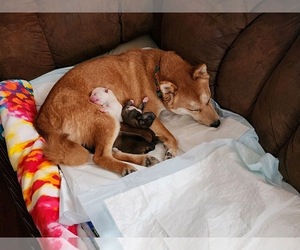 Mother of the Shiba Inu puppies born on 03/04/2023
