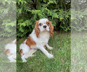 Father of the Cavalier King Charles Spaniel puppies born on 08/10/2023