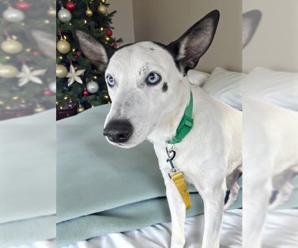 Medium Photo #2 Mutt Puppy For Sale in Westwood, NJ, USA