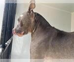 Small American Pit Bull Terrier Mix