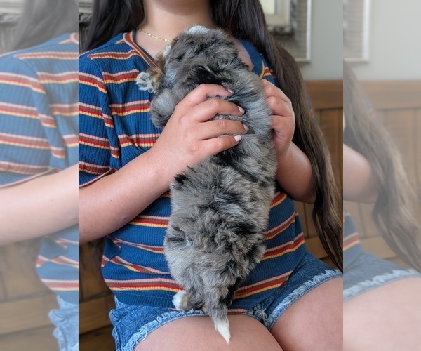 Medium Photo #10 Bernedoodle (Miniature) Puppy For Sale in DAVIS, CA, USA