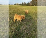 Small Photo #2 Goldendoodle Puppy For Sale in GROVETON, TX, USA