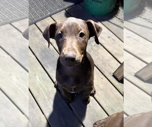 Doberman Pinscher-Unknown Mix Dogs for adoption in Minneaoplis, MN, USA