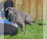 Small #3 Weimaraner Mix