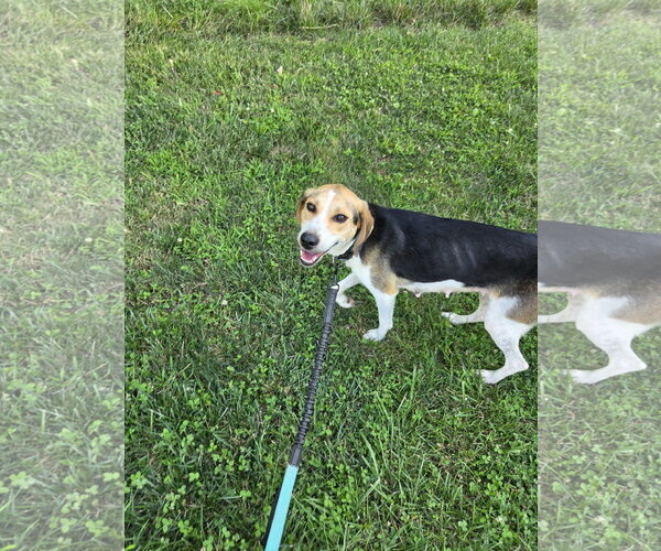Medium Photo #3 American Foxhound-Unknown Mix Puppy For Sale in Rustburg, VA, USA