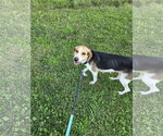 Small #2 American Foxhound Mix