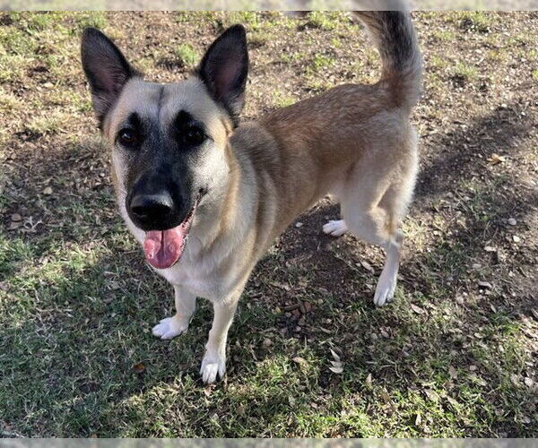 Medium Photo #1 German Shepherd Dog-Unknown Mix Puppy For Sale in Plano, TX, USA