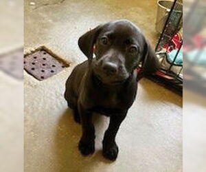 Feist Terrier-Labrador Retriever Mix Dogs for adoption in Minneapolis, MN, USA